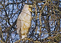 Nycticorax nycticorax